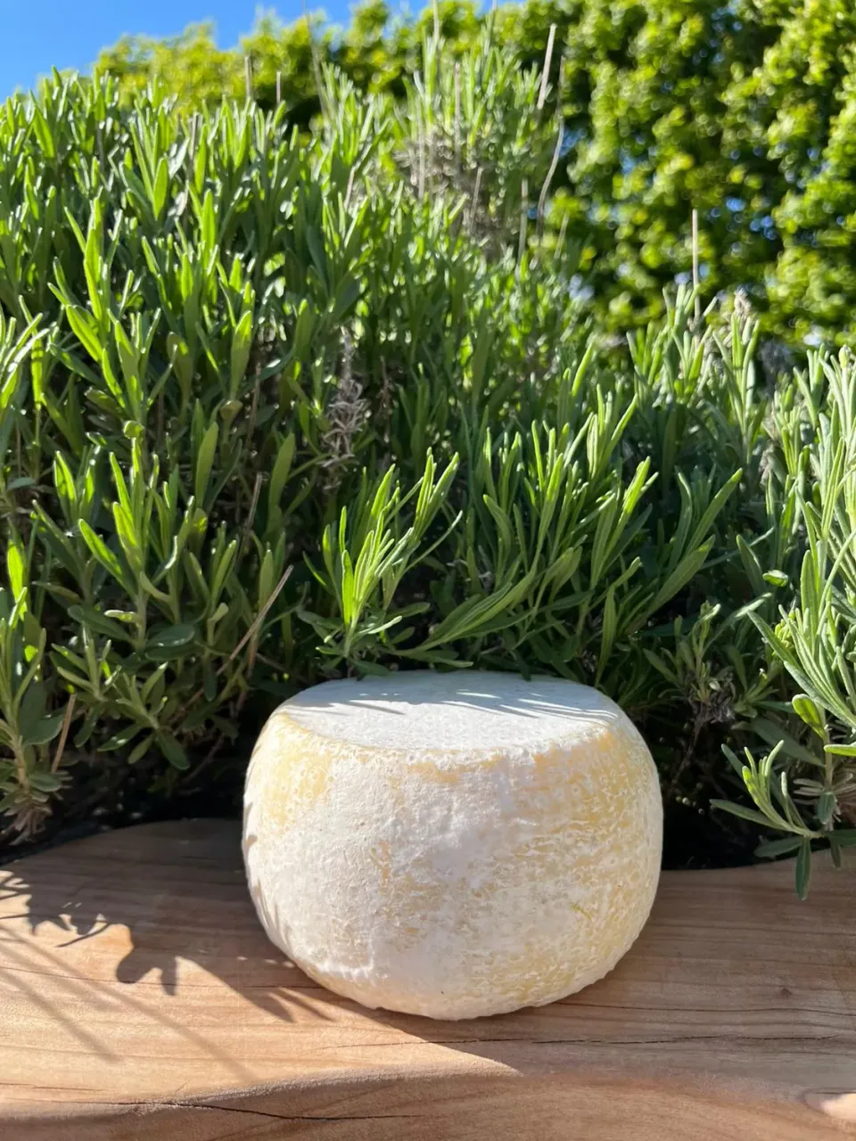 Agrilife 2.0 Prodotti Freschi Caciotta Bianca formaggio fresco